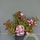 Weigela 'Minuet' 30-40 cm 2,0L