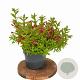 Weigela Picobella Rosso 25-30 cm 3,0L
