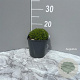 Saxifraga (A) 'Purpurteppich' GM 2,0L
