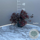 Sedum 'Bertram Anderson' GM 2,0L