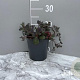 Sedum 'Bertram Anderson' GM 2,0L