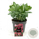 Sedum 'Herbstfreude' GM 2,0L