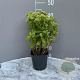 Sedum 'Herbstfreude' GM 2,0L