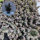 Sedum 'Jose Aubergine' GM 2,0L