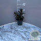 Sedum 'Jose Aubergine' GM 2,0L