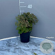 Sedum 'Matrona' GM 2,0L