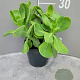 Sedum spectabile 'Stardust' GM 2,0L