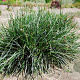 Sesleria caerulea GM 2,0L