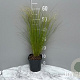 Stipa tenuifolia GM 2,0L