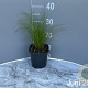 Stipa tenuifolia GM 2,0L