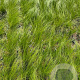 Stipa tenuifolia GM 2,0L