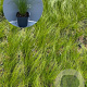 Stipa tenuifolia GM 2,0L
