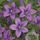 Campanula p. 'Resholt Variety' GM P9