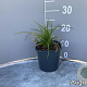Carex morrowii 'Variegata' GM 2,0L