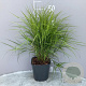 Carex muskingumensis GM 2,0L