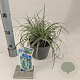 Carex oshim. Everest 20-25 cm 2,0L