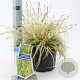 Carex oshim. 'Evergold' 20-25 cm 2,0L