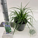 Carex oshim. 'Evergreen' 20-25 cm 2,0L