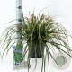 Carex oshim. 'Evergreen' 20-25 cm 2,0L