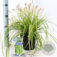 Carex oshim. 'Everillo' 20-25 cm 2,0L