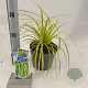 Carex oshim. 'Everillo' 20-25 cm 2,0L