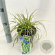 Carex oshim. 'Eversheen' 20-25 cm 2,0L