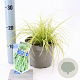 Carex oshim. 'Eversheen' 20-25 cm 2,0L