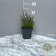 Teucrium chamaedrys GM 2,0L