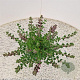 Teucrium lucidrys 25-30 cm C1.5