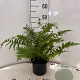 Dryopteris filix-mas 25-30 cm 2,0L