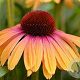 Echinacea Apricot Rainbow GM P9