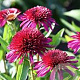 Echinacea Blueberry Cheesecake GM P9