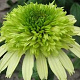 Echinacea 'Honeydew' GM P9