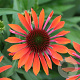 Echinacea Orange Pearl GM P9