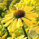 Echinacea Sunseekers Yellow GM P9