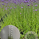 Verbena bonariensis GM 2,0L