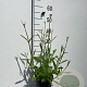 Verbena bonariensis GM 2,0L
