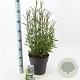Verbena bonariensis GM 6,5L