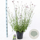 Verbena bonariensis GM 6,5L