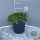 Veronica repens GM 2,0L