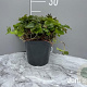 Waldsteinia ternata GM 2,0L