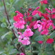 Salvia micr. 'Pink Blush' GM 2,0L