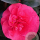 Camellia j. 'Lady Campbell' 50-60 cm 5,0L