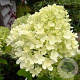Hydrangea pan. Magical Candle 40-60 cm 3,0L