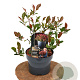 Photinia fraseri 'Little Fenna' 30-40 cm 2,0L
