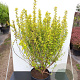 Physocarpus opulif. Tiny Wine Gold 40-60 cm 3,0L