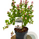 Symphoricarpos d. Rave 40-60 cm 3,0L