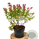 Symphoricarpos d. Rumble 40-60 cm 3,0L
