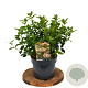 Viburnum tin. 'Eve Price' 40-60 cm 3,0L