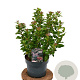 Viburnum tin. Spirit 40-50 cm 5,0L